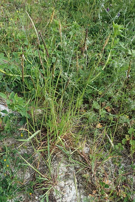 Alopecurus pratensis \ Wiesen-Fuchsschwanz / Meadow Foxtail, D Mannheim 27.4.2022