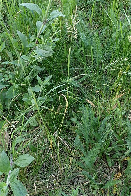 Arrhenatherum elatius \ Gew�hnlicher Glatthafer / Bulbous Oat Grass, Tall Oat Grass, D Mannheim 27.4.2022