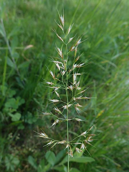 Arrhenatherum elatius \ Gew�hnlicher Glatthafer / Bulbous Oat Grass, Tall Oat Grass, D Mannheim 27.4.2022