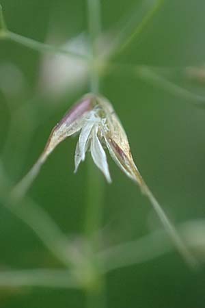 Arrhenatherum elatius \ Gew�hnlicher Glatthafer / Bulbous Oat Grass, Tall Oat Grass, D Mannheim 27.4.2022