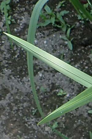 Glyceria maxima \ Wasser-Schwaden / Reed Manna Grass, Reed Sweet Grass, D R&ouml;merberg 30.8.2022
