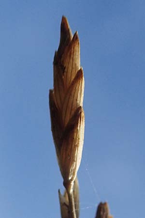 Glyceria maxima \ Wasser-Schwaden / Reed Manna Grass, Reed Sweet Grass, D R&ouml;merberg 30.8.2022