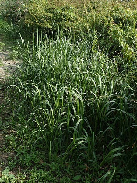 Glyceria maxima \ Wasser-Schwaden / Reed Manna Grass, Reed Sweet Grass, D R&ouml;merberg 30.8.2022