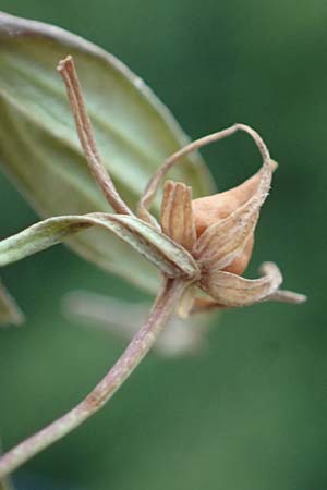Gratiola officinalis \ Gottes-Gnadenkraut / Gratiole, D Hanhofen 31.8.2022