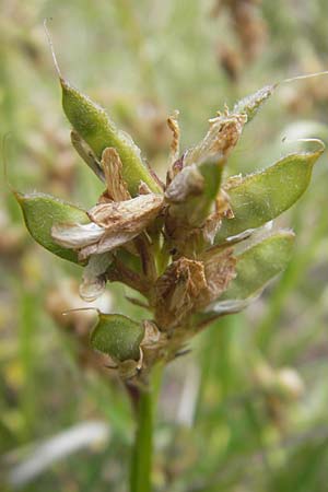 Genista sagittalis \ Fl�gel-Ginster / Pennate Greenweed, D Dinkelsb&uuml;hl 4.7.2010