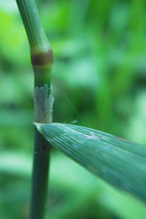 Poa trivialis \ Gew�hnliches Rispengras / Rough Blue Grass, D Eberbach 23.7.2012