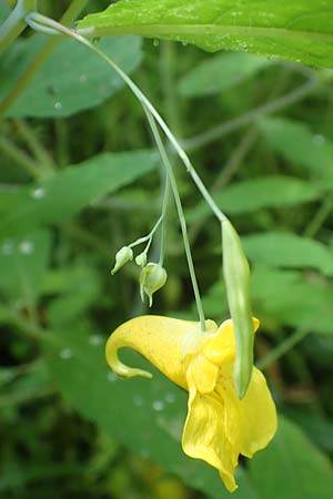 Impatiens noli-tangere, Touch me not