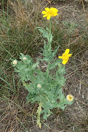 Glebionis segetum / Corn Marygold, D Celle 24.8.2018