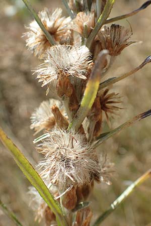 Gnaphalium sylvaticum / Heath Cudweed, D Mehlinger Heide 10.9.2019