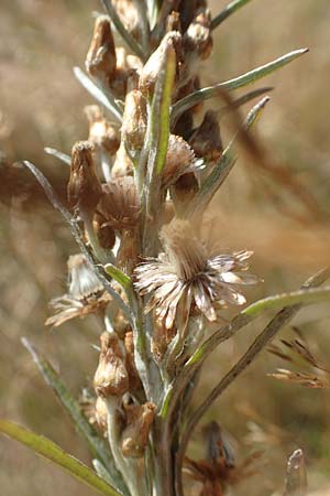 Gnaphalium sylvaticum / Heath Cudweed, D Mehlinger Heide 10.9.2019