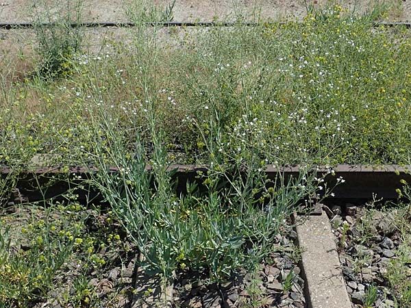 Gypsophila scorzonerifolia, Garden Baby's Breath