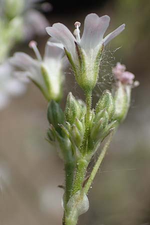 Gypsophila scorzonerifolia \ Schwarzwurzel-Gipskraut, D Mannheim 19.6.2021