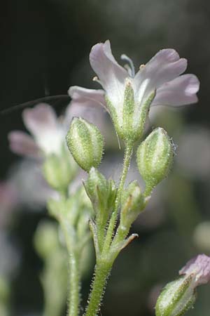 Gypsophila scorzonerifolia \ Schwarzwurzel-Gipskraut, D Mannheim 10.7.2021