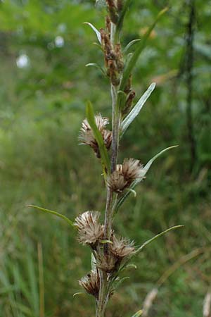Gnaphalium sylvaticum / Heath Cudweed, D Lampertheim 27.8.2021