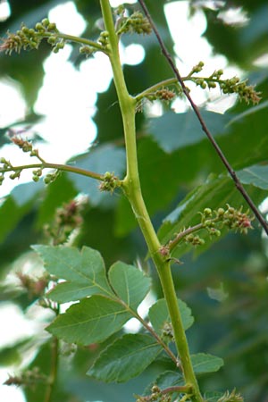 Koelreuteria paniculata \ Rispiger Blasenbaum, Blasen-Esche / Golden Rain Tree, D Mannheim 27.5.2015