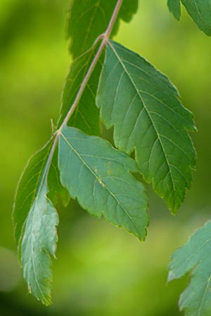 Koelreuteria paniculata \ Rispiger Blasenbaum, Blasen-Esche / Golden Rain Tree, D Mannheim 27.5.2015