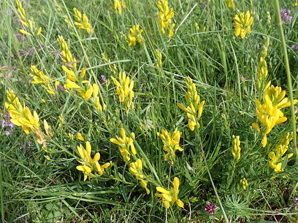 Genista tinctoria, Dyer's Greenweed