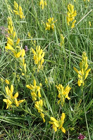 Genista tinctoria \ F�rber-Ginster / Dyer's Greenweed, D Neuleiningen 15.6.2016
