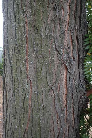 Gleditsia triacanthos \ Amerikanische Gleditschie, Lederh�lsenbaum / Honey Locust, D Mannheim 2.9.2018