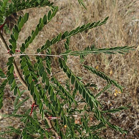 Gleditsia triacanthos \ Amerikanische Gleditschie, Lederh�lsenbaum / Honey Locust, D Mannheim 16.9.2018