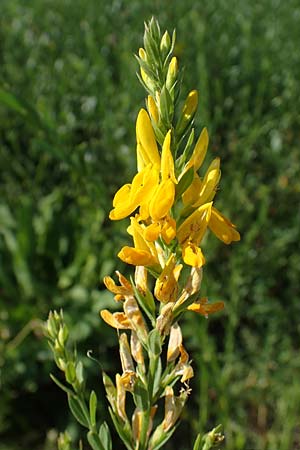 Genista tinctoria \ F�rber-Ginster / Dyer's Greenweed, D Schifferstadt 12.8.2022