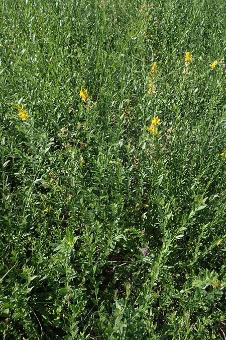 Genista tinctoria \ F�rber-Ginster / Dyer's Greenweed, D Schifferstadt 12.8.2022