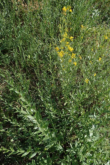Genista tinctoria \ F�rber-Ginster / Dyer's Greenweed, D Schifferstadt 12.8.2022