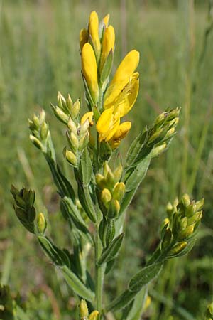 Genista tinctoria \ F�rber-Ginster / Dyer's Greenweed, D Th&uuml;ringen, K&ouml;lleda 15.6.2023