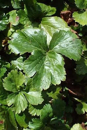 Geum ternatum \ Dreibl�ttrige Waldsteinie, Teppich-Ungarwurz / Siberian Barren Strawberry, D Monschau 28.7.2023