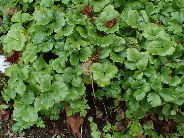 Geum ternatum \ Dreibl�ttrige Waldsteinie, Teppich-Ungarwurz / Siberian Barren Strawberry, D Monschau 28.7.2023