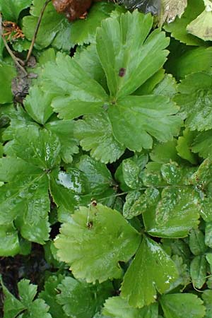 Geum ternatum \ Dreibl�ttrige Waldsteinie, Teppich-Ungarwurz / Siberian Barren Strawberry, D Monschau 28.7.2023