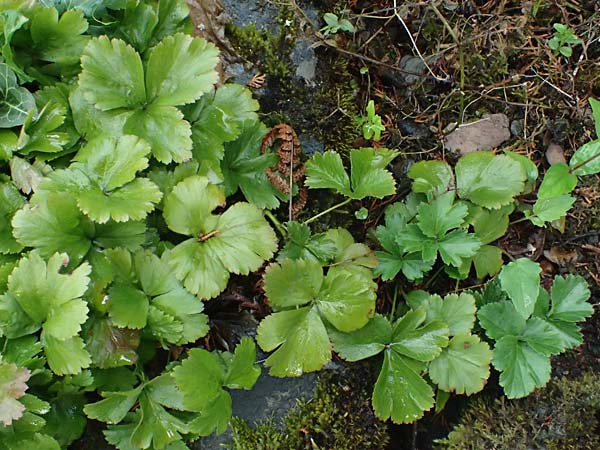 Geum ternatum \ Dreibl�ttrige Waldsteinie, Teppich-Ungarwurz / Siberian Barren Strawberry, D Monschau 28.7.2023