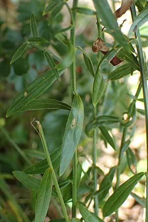 Genista tinctoria \ F�rber-Ginster / Dyer's Greenweed, D Otzberg 16.8.2025