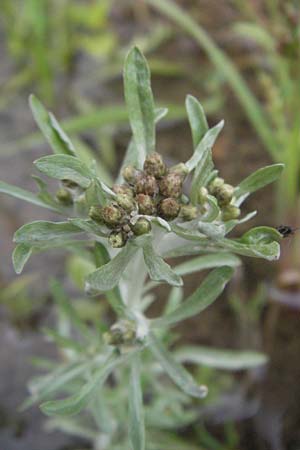 Gnaphalium uliginosum \ Sumpf-Ruhrkraut, D Babenhausen 11.8.2007
