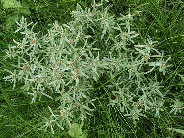 Gnaphalium uliginosum \ Sumpf-Ruhrkraut, D Kaiserslautern 7.7.2021