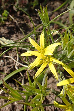 Gagea villosa \ Acker-Gelbstern / Hairy Star of Bethlehem, D &Ouml;stringen-Eichelberg 18.3.2016