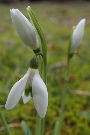 Galanthus elwesii x nivalis \ Hybrid-Schneegl�ckchen / Hybrid Snowdrop, D Mannheim 3.2.2022