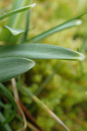 Galanthus elwesii x nivalis \ Hybrid-Schneegl�ckchen / Hybrid Snowdrop, D Mannheim 3.2.2022