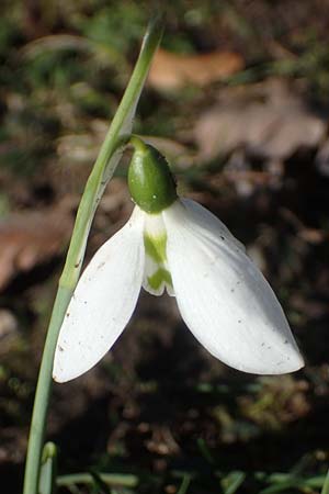 Galanthus elwesii x nivalis \ Hybrid-Schneegl�ckchen / Hybrid Snowdrop, D Mannheim 9.2.2022