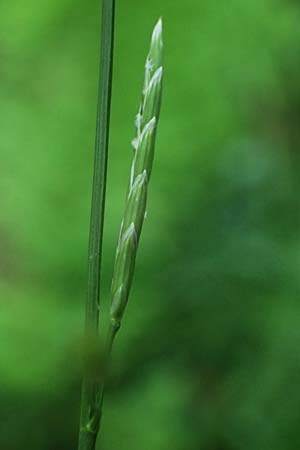 Glyceria notata \ Falt-Schwaden / Marked Glyceria, Plicate Sweet-Grass, D Sprockh&ouml;vel 22.6.2025
