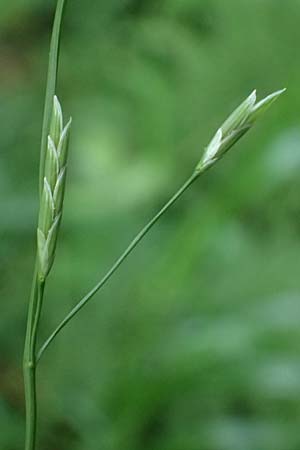 Glyceria notata \ Falt-Schwaden / Marked Glyceria, Plicate Sweet-Grass, D Sprockh&ouml;vel 22.6.2025