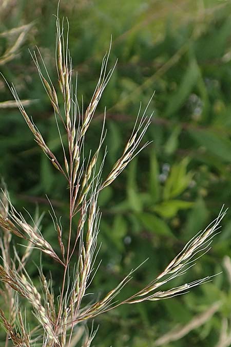 Apera spica-venti \ Acker-Windhalm / Loose Silky-Bent, D Waltrop 14.6.2018