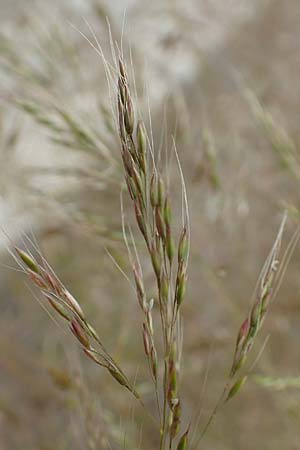 Apera spica-venti \ Acker-Windhalm / Loose Silky-Bent, D Waltrop 14.6.2018