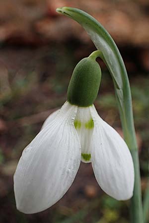 Galanthus elwesii x nivalis \ Hybrid-Schneegl�ckchen / Hybrid Snowdrop, D Mannheim 3.2.2022