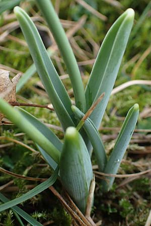 Galanthus elwesii x nivalis \ Hybrid-Schneegl�ckchen / Hybrid Snowdrop, D Mannheim 3.2.2022