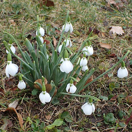 Galanthus elwesii x nivalis \ Hybrid-Schneegl�ckchen / Hybrid Snowdrop, D Mannheim 3.2.2022