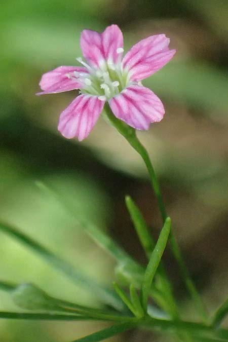 Gypsophila muralis \ Acker-Gipskraut / Cushion Gypsophila, D Bad K&ouml;nig 20.7.2024
