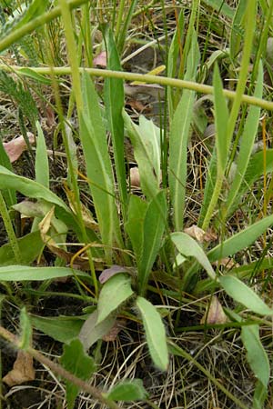 Hieracium arvicola / Lynchet Hawkweed, D Theisbergstegen 24.5.2015