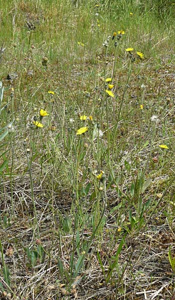 Hieracium aridum / Hawkweed, D Alsenz 6.6.2015
