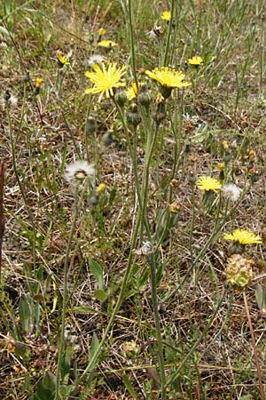 Hieracium aridum / Hawkweed, D Alsenz 6.6.2015